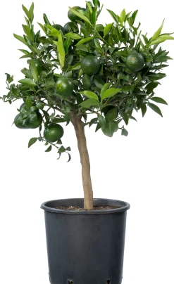 Mandarijn (Citrus reticulata 'Clementine') D 20 H 70 cm