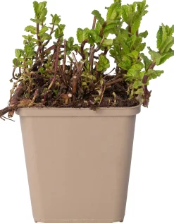 Marokkaanse munt (Mentha spicata 'Moroccan') D 9 H 10 cm