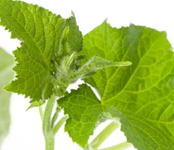 Mini Komkommer Geënt (Cucumis Sativus)