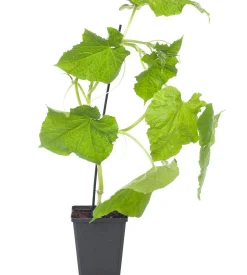 Mini Komkommer Geënt (Cucumis Sativus)