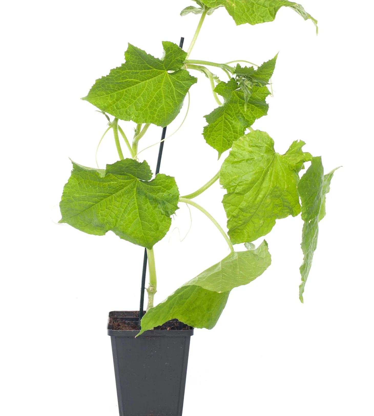 Mini Komkommer Geënt (Cucumis Sativus)