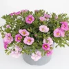 Minipetunia (Calibrachoa 'Cabaret Light Pink') D 13 H 10 cm