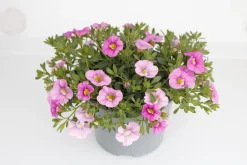 Minipetunia (Calibrachoa 'Cabaret Light Pink') D 13 H 10 cm