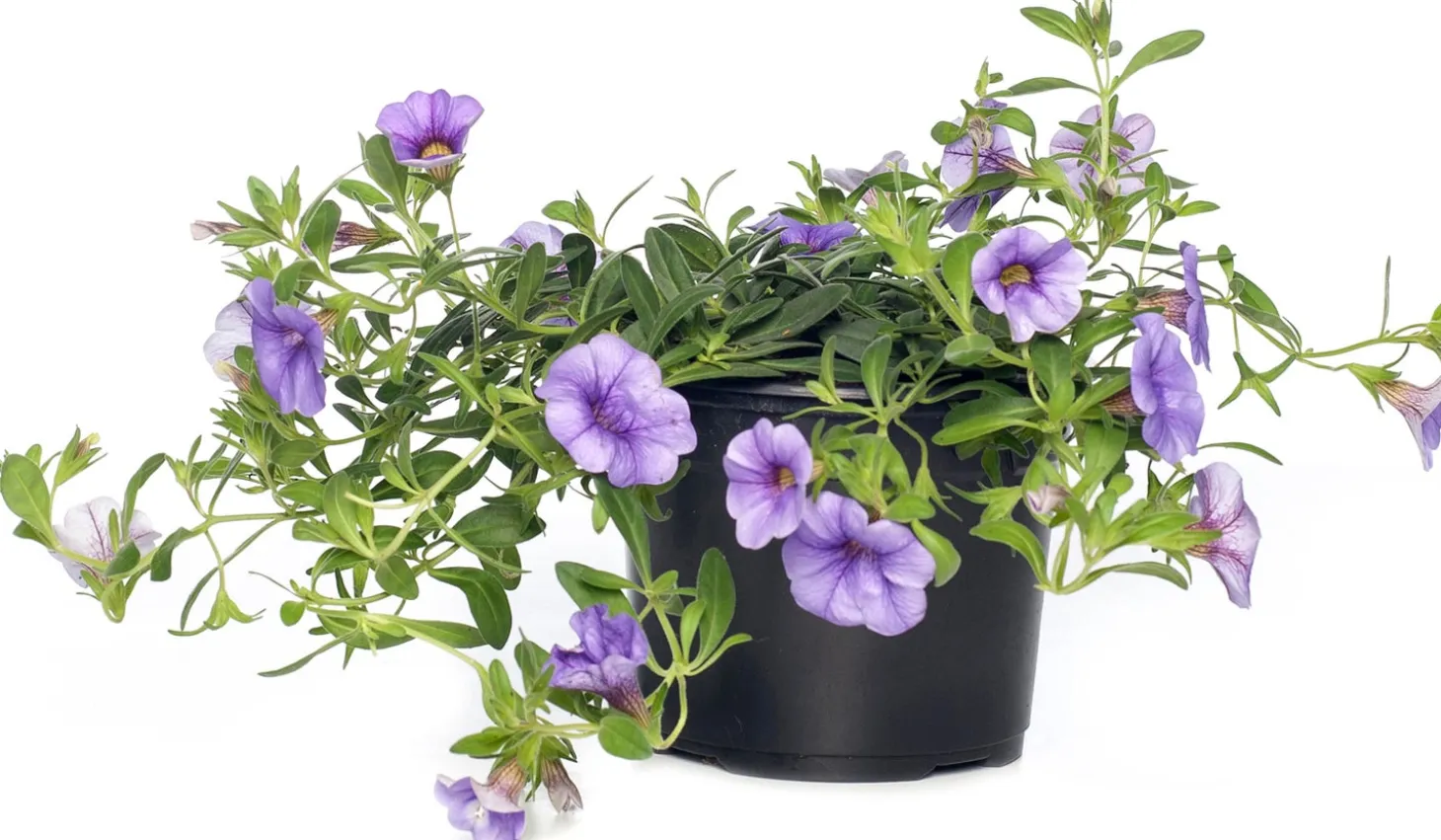 Minipetunia (Calibrachoa) D 12 H 10 cm