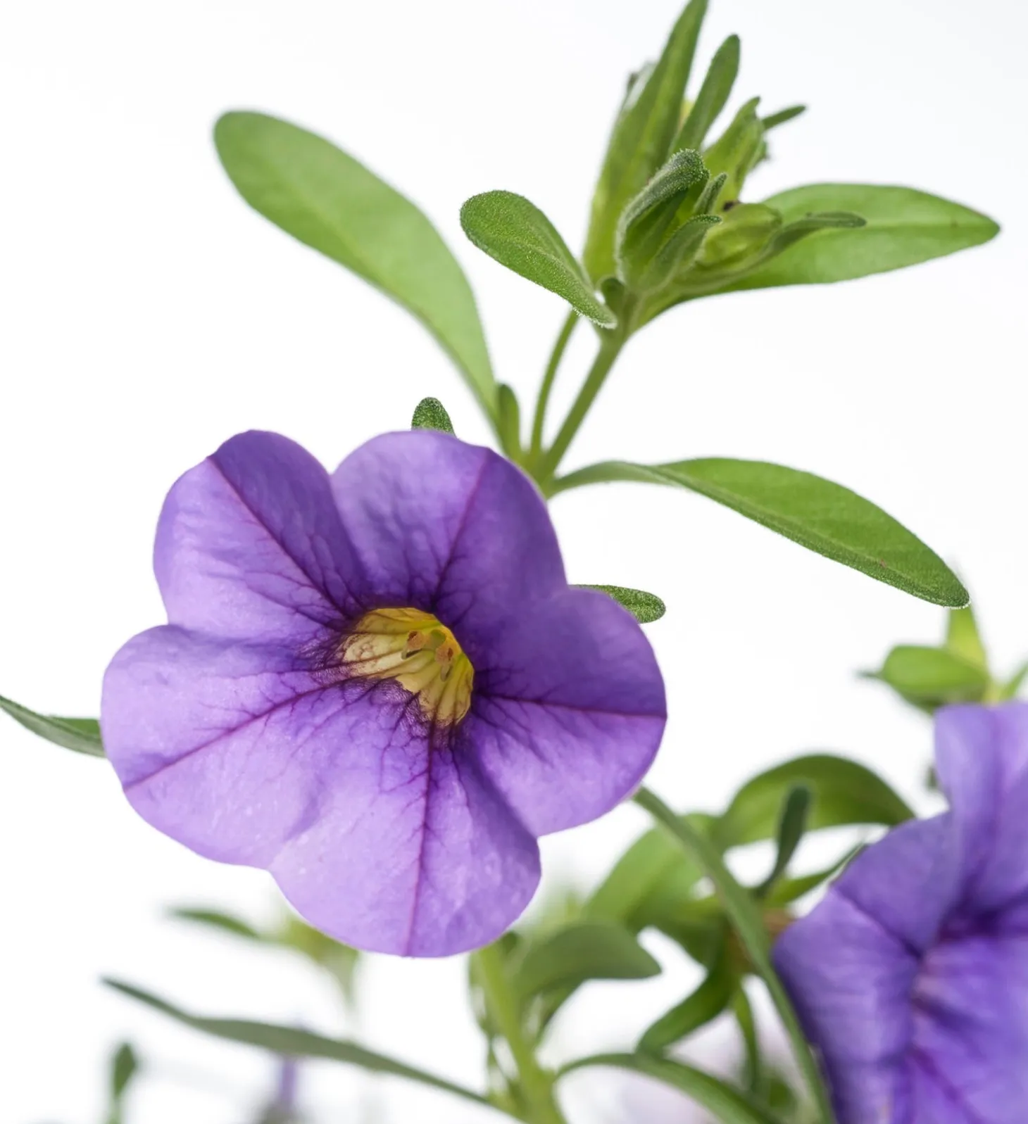 Minipetunia (Calibrachoa) D 12 H 10 cm