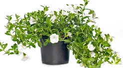 Minipetunia (Calibrachoa) D 12 H 10 cm