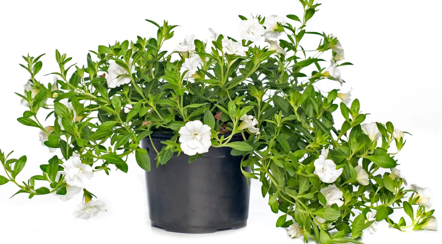 Minipetunia (Calibrachoa) D 12 H 10 cm