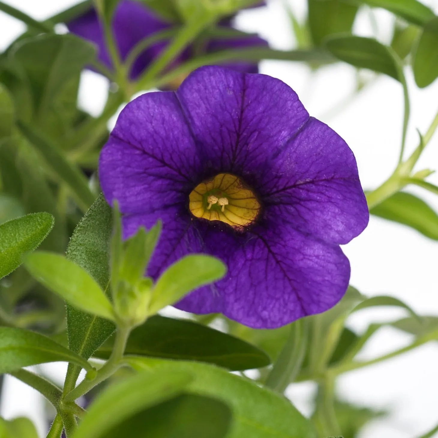 Minipetunia (Calibrachoa) D 12 H 10 cm