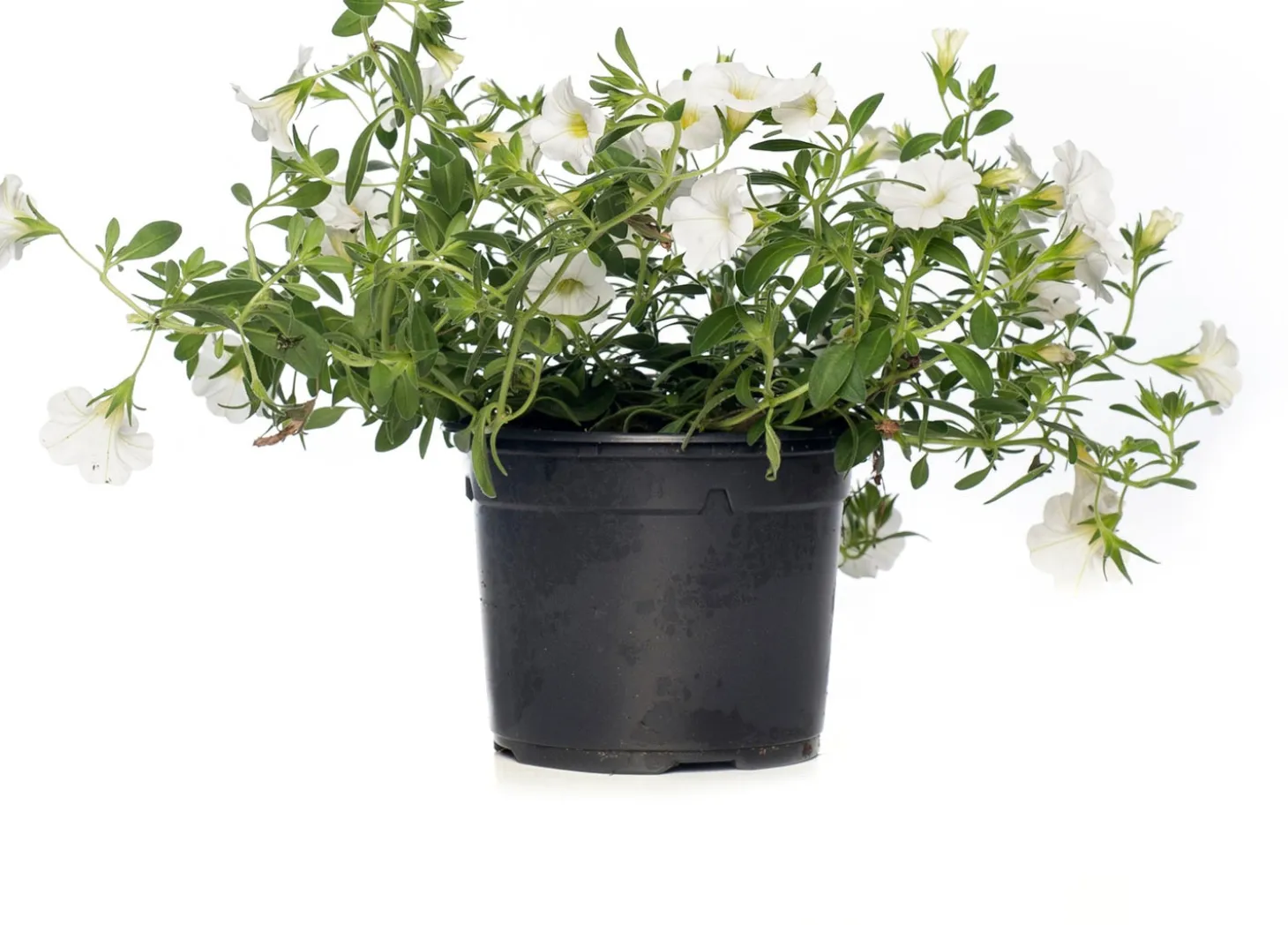 Minipetunia (Calibrachoa) D 12 H 10 cm