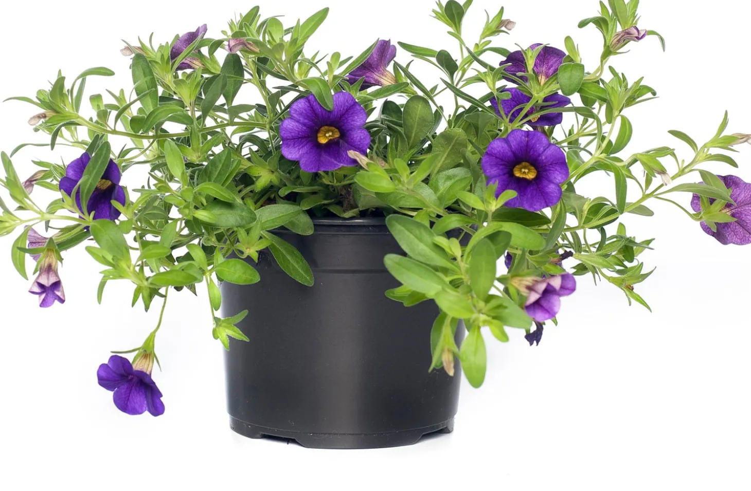 Minipetunia (Calibrachoa) D 12 H 10 cm