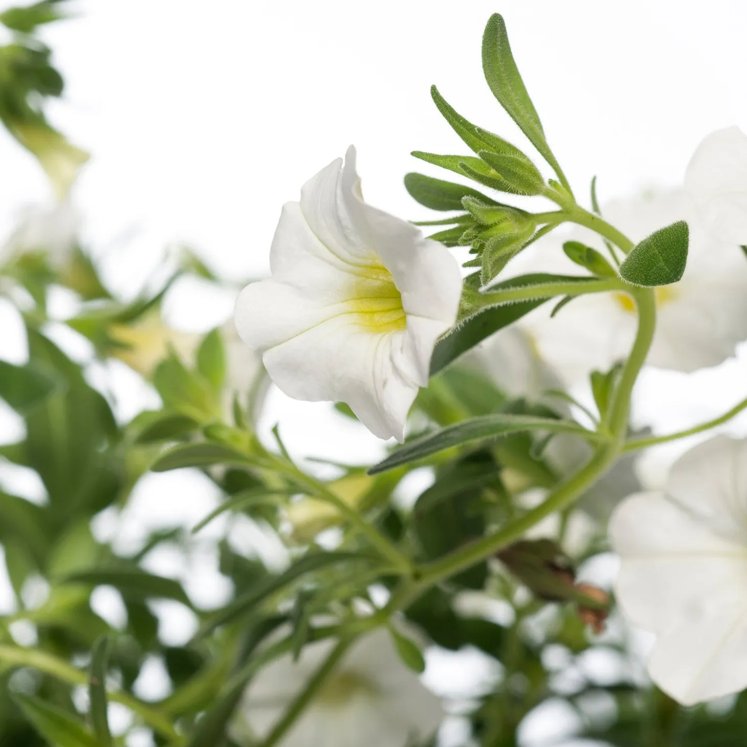 Minipetunia (Calibrachoa) D 12 H 10 cm