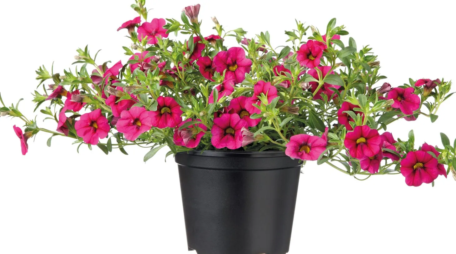 Minipetunia (Calibrachoa) D 13 H 20 cm