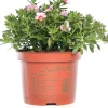 Minipetunia (Calibrachoa) D 17 H 25 cm