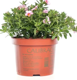 Minipetunia (Calibrachoa) D 17 H 25 cm