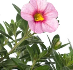 Minipetunia (Calibrachoa) D 17 H 25 cm