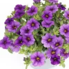 Minipetunia (Calibrachoa) donker blauw D 13 H 10 cm