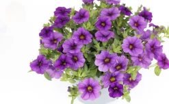 Minipetunia (Calibrachoa) donker blauw D 13 H 10 cm