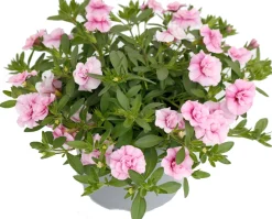 Minipetunia (Calibrachoa) dubbelbloemig lichtroze D 13 H 10 cm