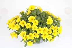 Minipetunia (Calibrachoa) geel D 13 H 10 cm