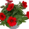 Minipetunia (Calibrachoa) rood D 13 H 10 cm