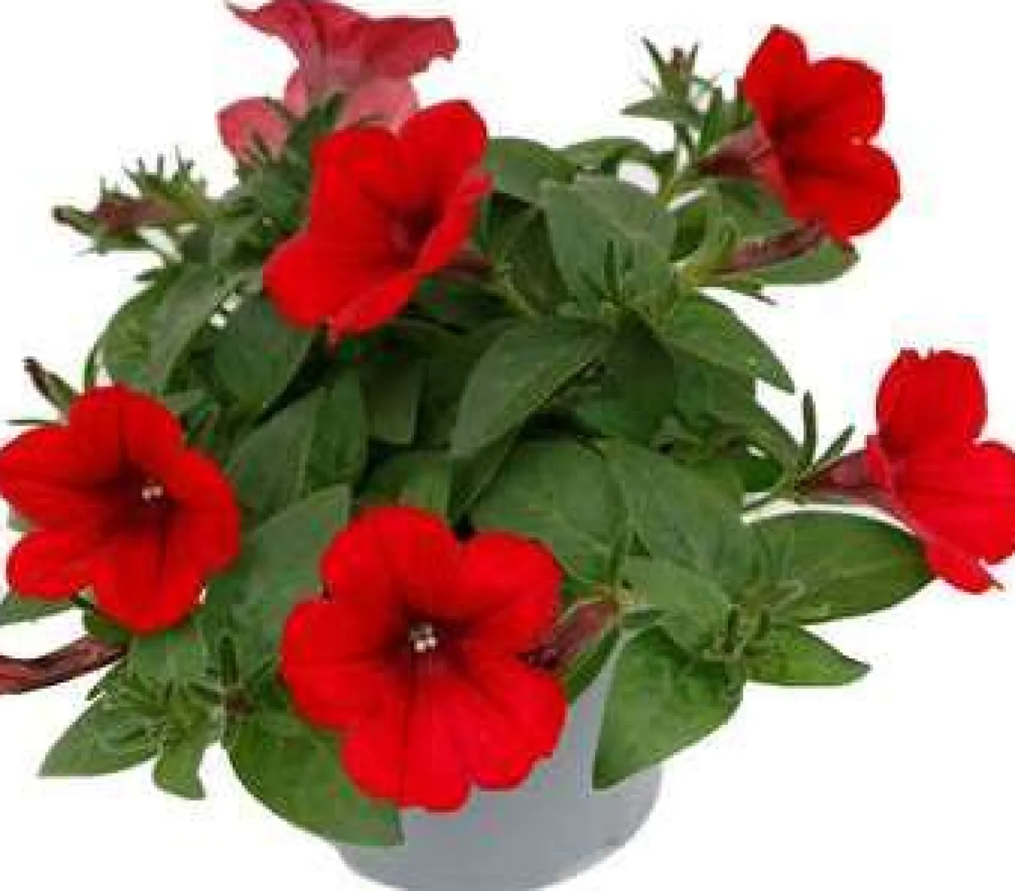 Minipetunia (Calibrachoa) rood D 13 H 10 cm