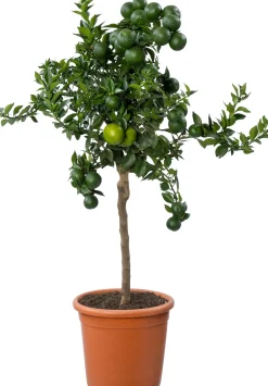 Mirtebladige mandarijn (Citrus myrtifolia 'Chinotto') D 20 H 70 cm
