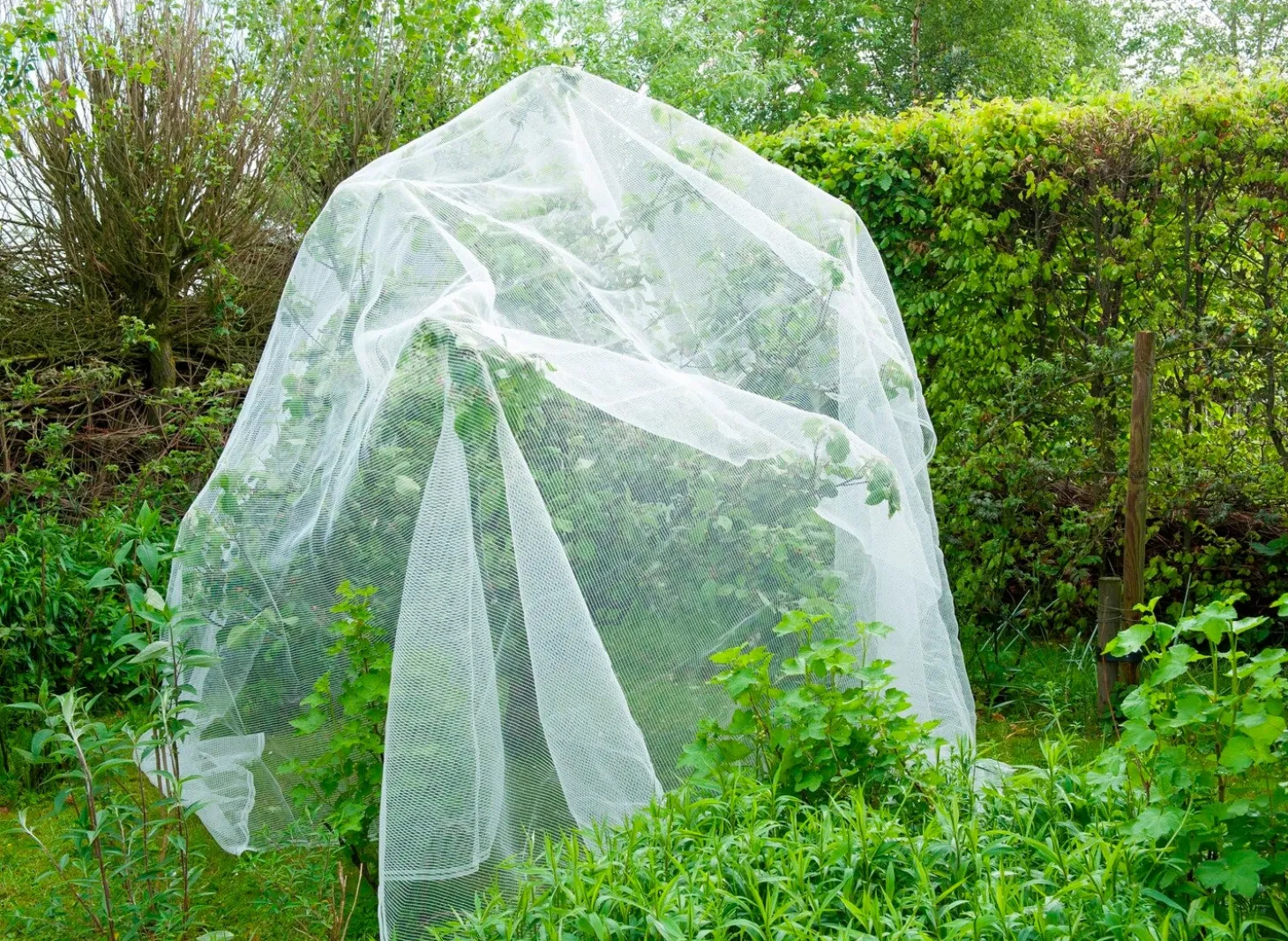 Nature insectengaas tegen fruitmot 5,20x5m