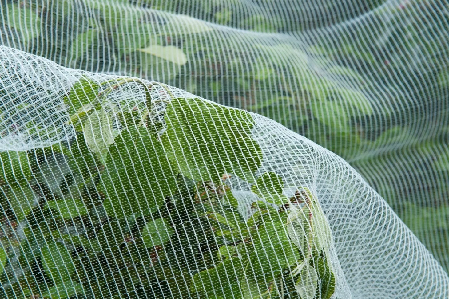 Nature insectengaas tegen fruitmot 5,20x5m