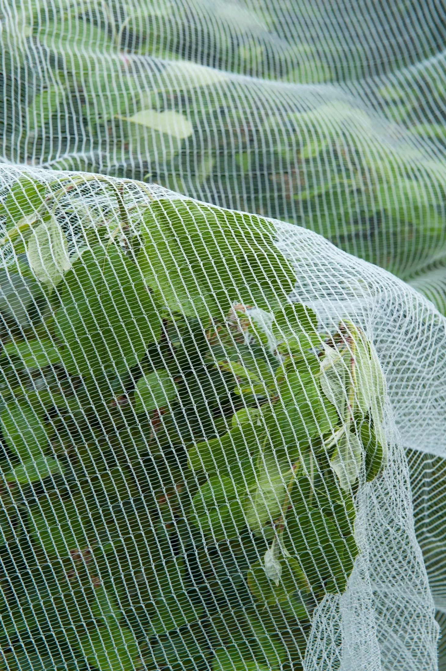 Nature insectengaas tegen fruitmot 5,20x5m