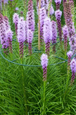 Nature plantensteunen D 30 cm 3 stuks