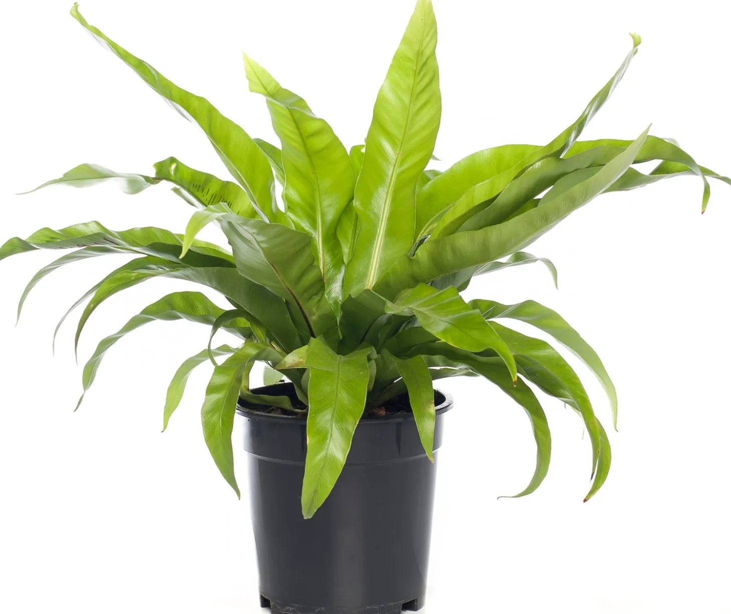 Nestvaren (Asplenium antiquum) D 17 H 50 cm