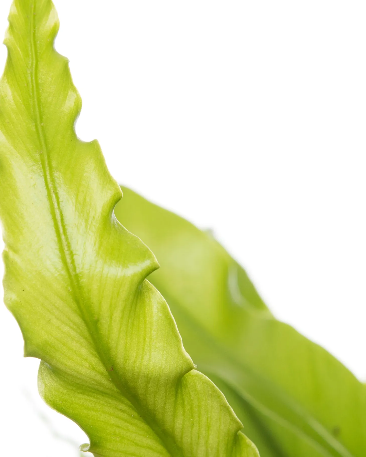 Nestvaren (Asplenium antiquum) D 37 H 80 cm