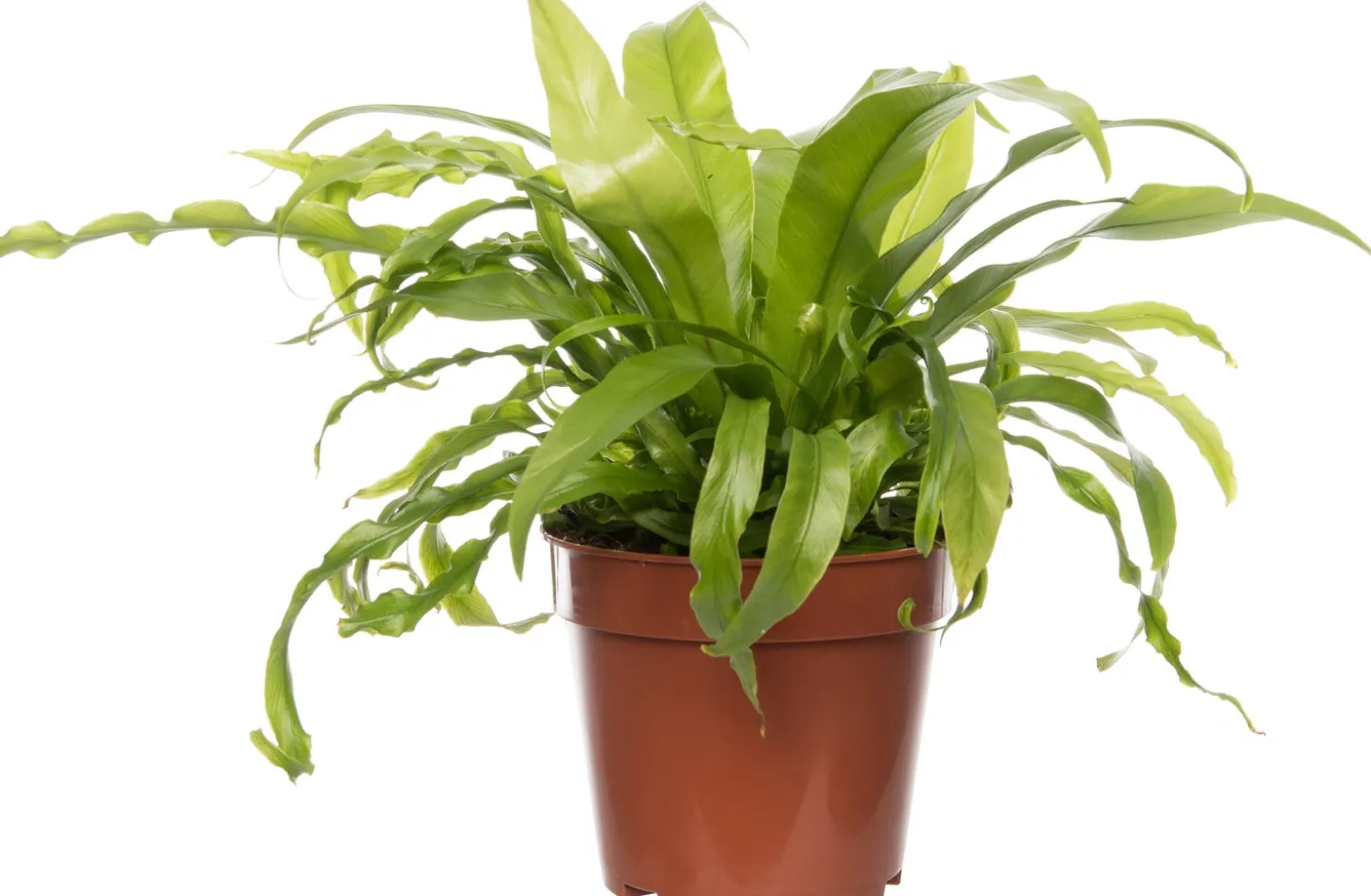 Nestvaren (Asplenium antiquum) D 37 H 80 cm