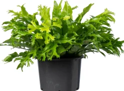 Nestvaren (Asplenium nidus 'Crissie') D 37 H 80 cm