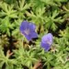Ooievaarsbek (Geranium 'Brookside') D 9 H 10 cm