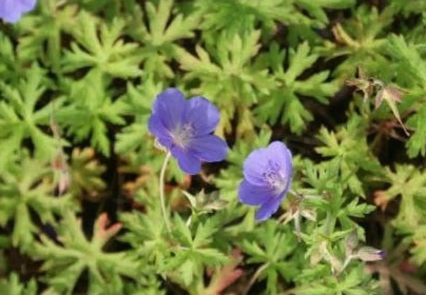 Ooievaarsbek (Geranium 'Brookside') D 9 H 10 cm