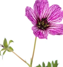 Ooievaarsbek (Geranium cinereum 'Ballerina') D 11 H 10 cm