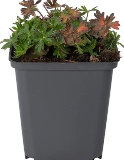 Ooievaarsbek (Geranium 'Dilys') D 9 H 10 cm