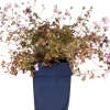 Ooievaarsbek (Geranium 'Dusky Crug') D 9 H 15 cm