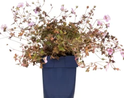 Ooievaarsbek (Geranium 'Dusky Crug') D 9 H 15 cm