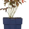 Ooievaarsbek (Geranium maculatum 'Espresso') D 11 H 10 cm