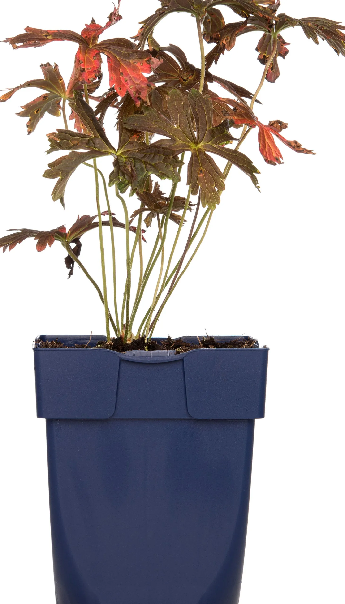 Ooievaarsbek (Geranium maculatum 'Espresso') D 11 H 10 cm