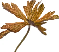 Ooievaarsbek (Geranium maculatum 'Espresso') D 11 H 10 cm