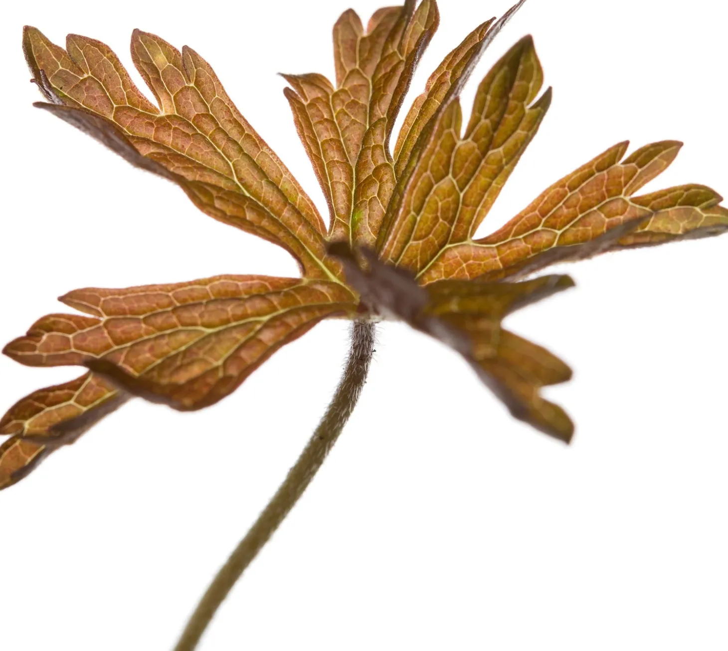 Ooievaarsbek (Geranium maculatum 'Espresso') D 11 H 10 cm