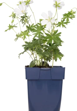 Ooievaarsbek (Geranium sanguineum 'Album') D 11 H 10 cm