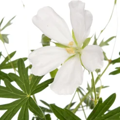 Ooievaarsbek (Geranium sanguineum 'Album') D 11 H 10 cm