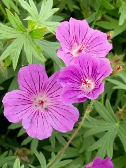 Ooievaarsbek (Geranium 'Tiny Monster') D 11 H 10 cm