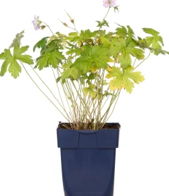 Ooievaarsbek (Geranium versicolor) D 11 H 10 cm