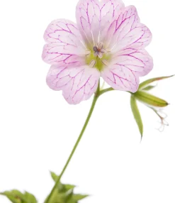 Ooievaarsbek (Geranium versicolor) D 11 H 10 cm