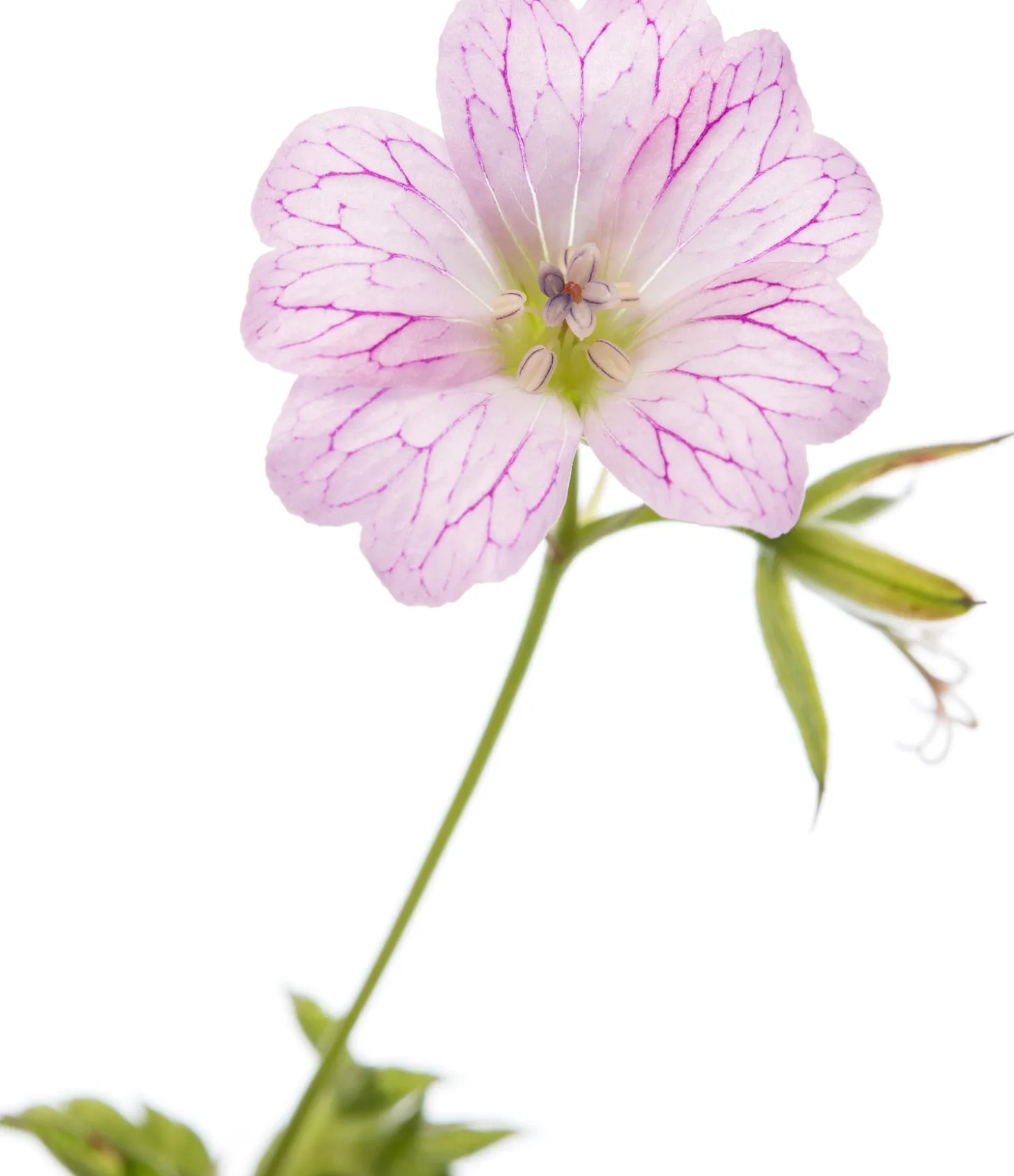 Ooievaarsbek (Geranium versicolor) D 11 H 10 cm